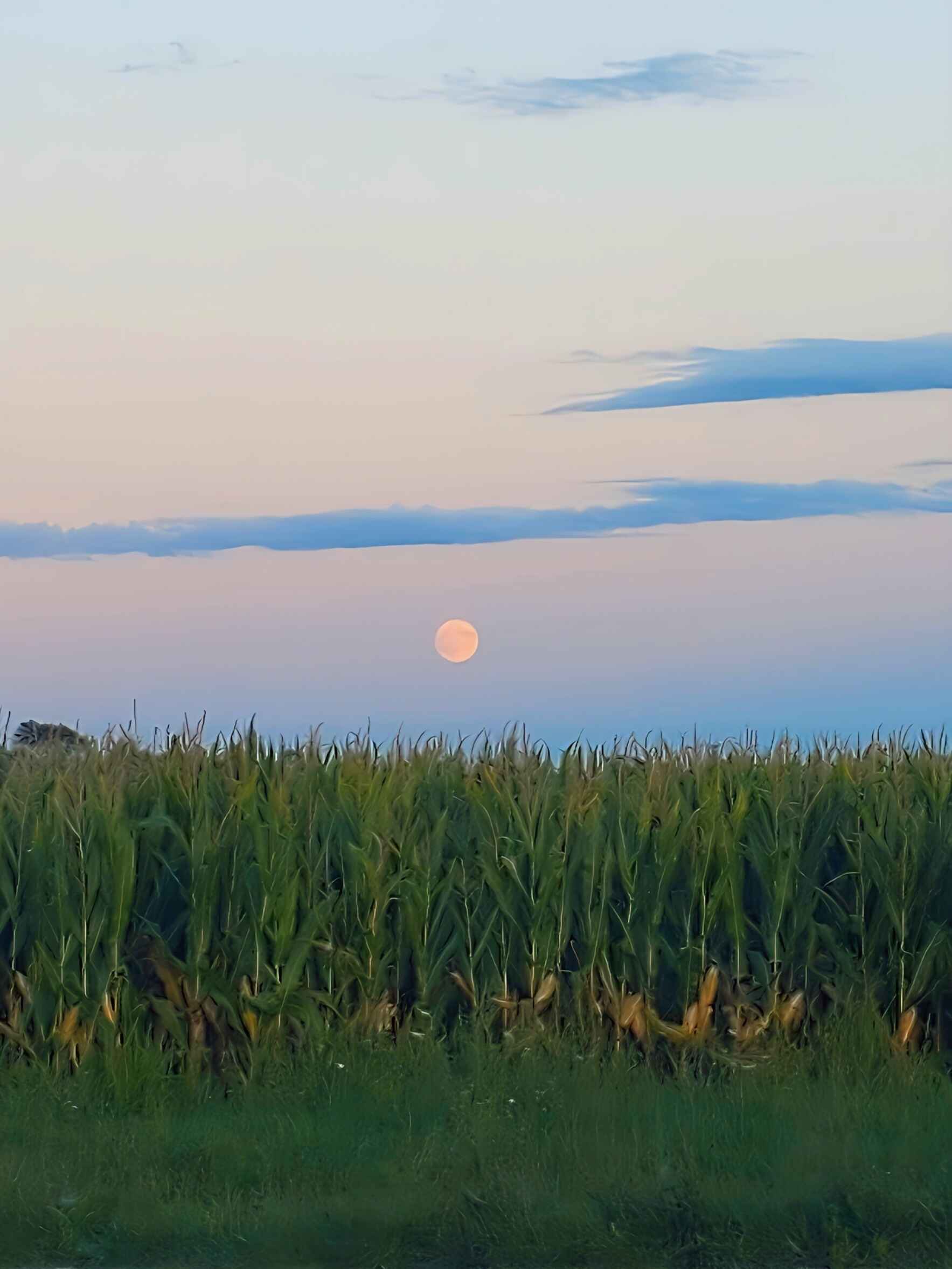 Grow With Us!  image