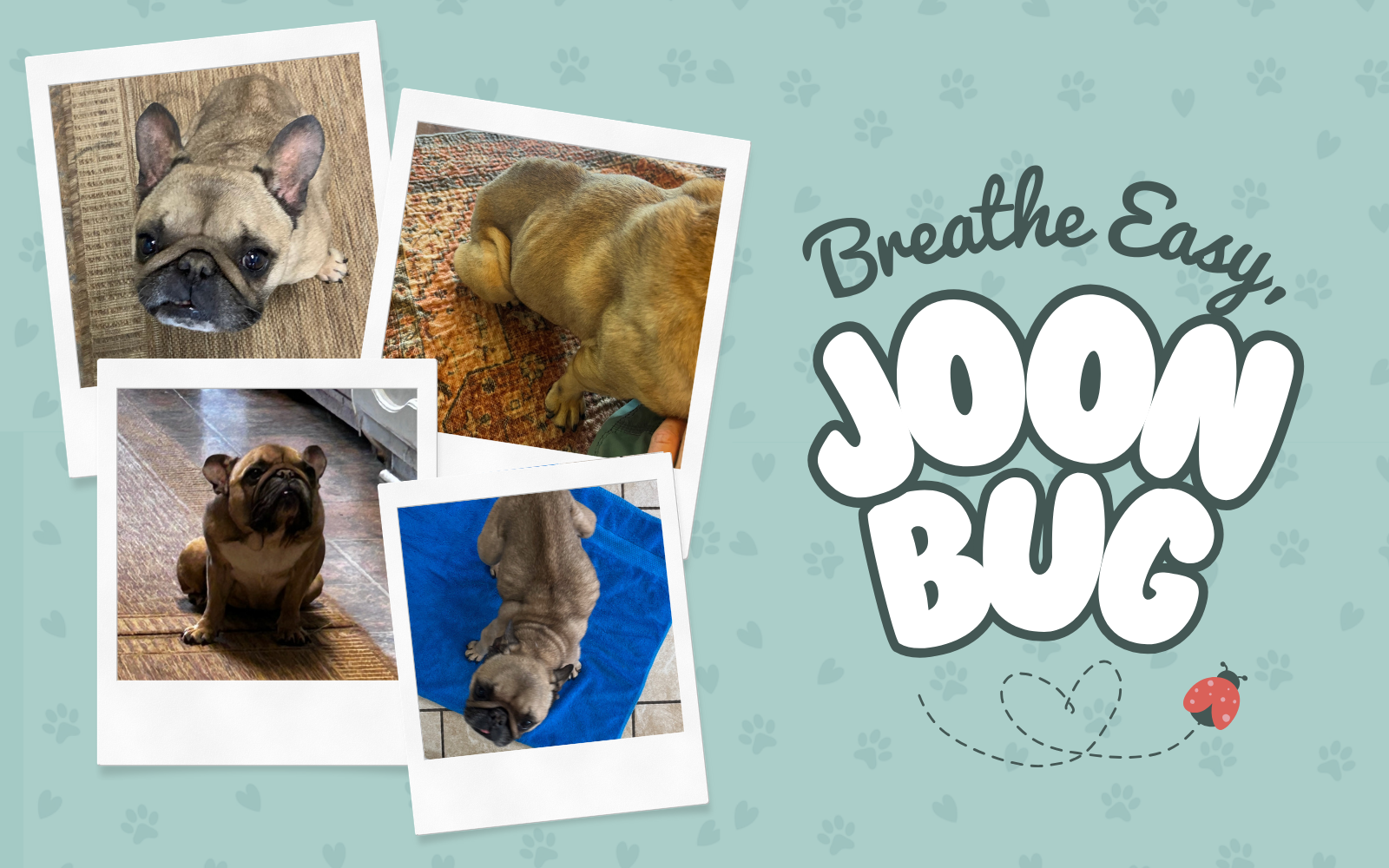 Breathe Easy, Joon Bug: A Journey to Healing image