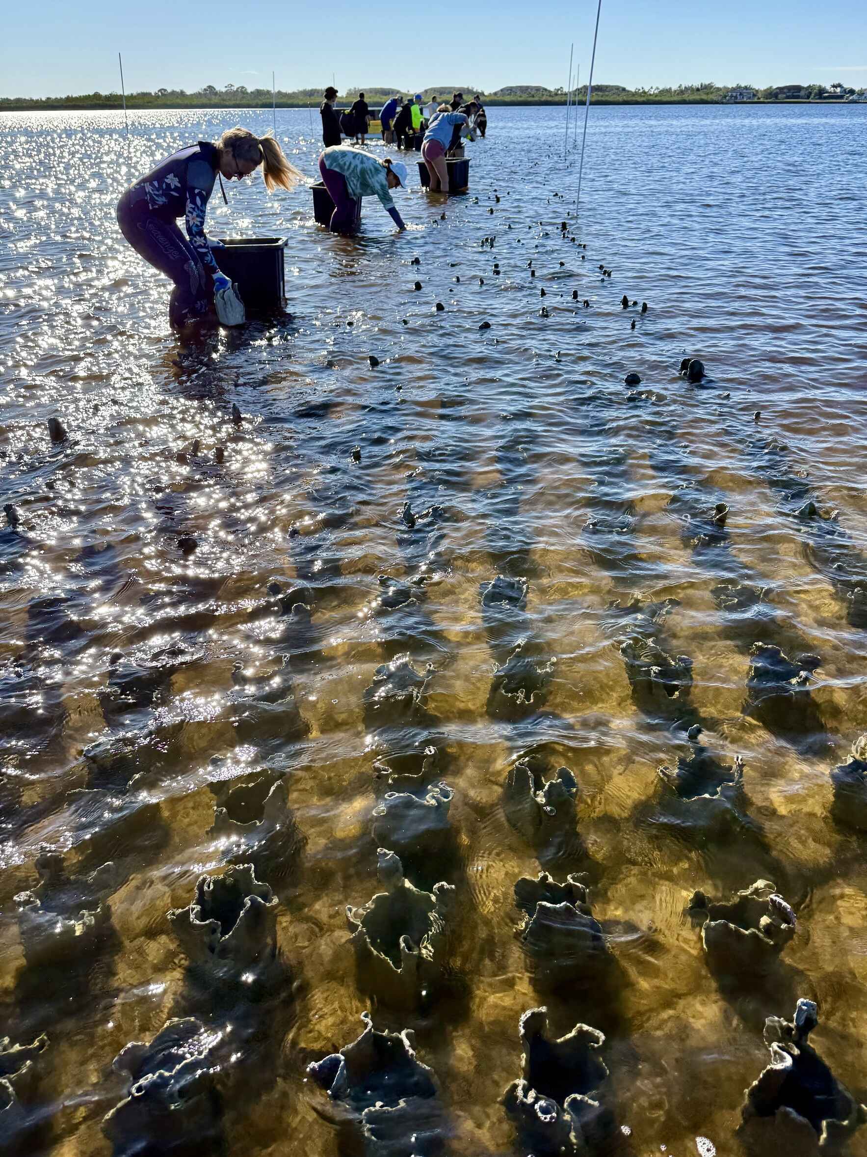 Community Driven Oyster Reef Restoration image