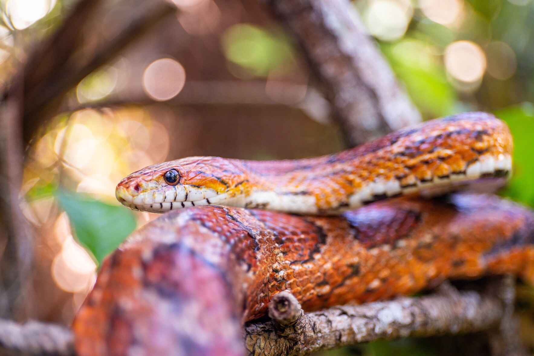 Adopt Scar the Corn Snake image