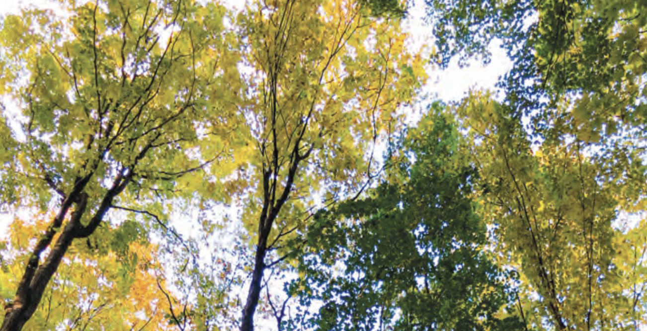 It's Time to Save a Forest image