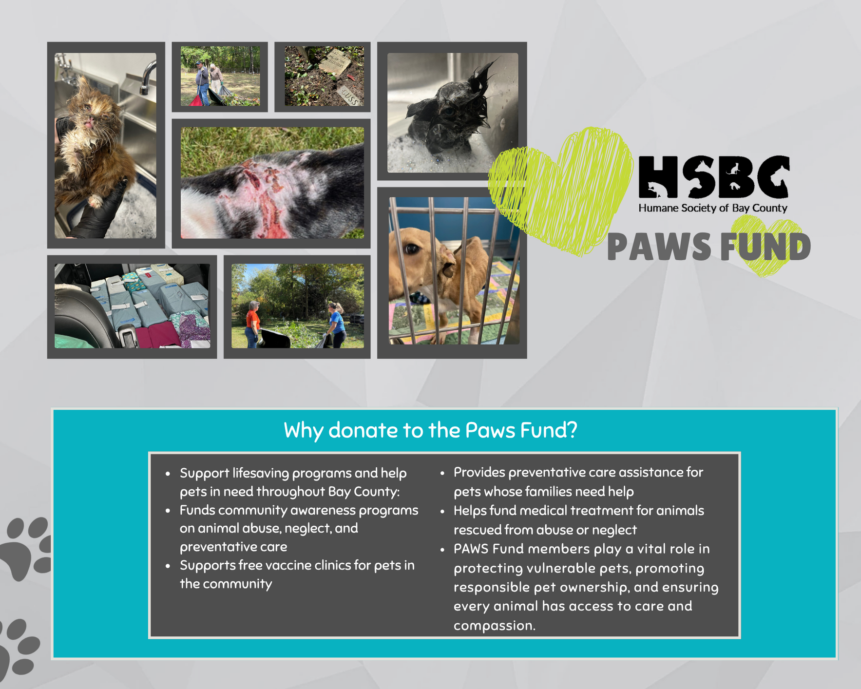 Paws Fund image