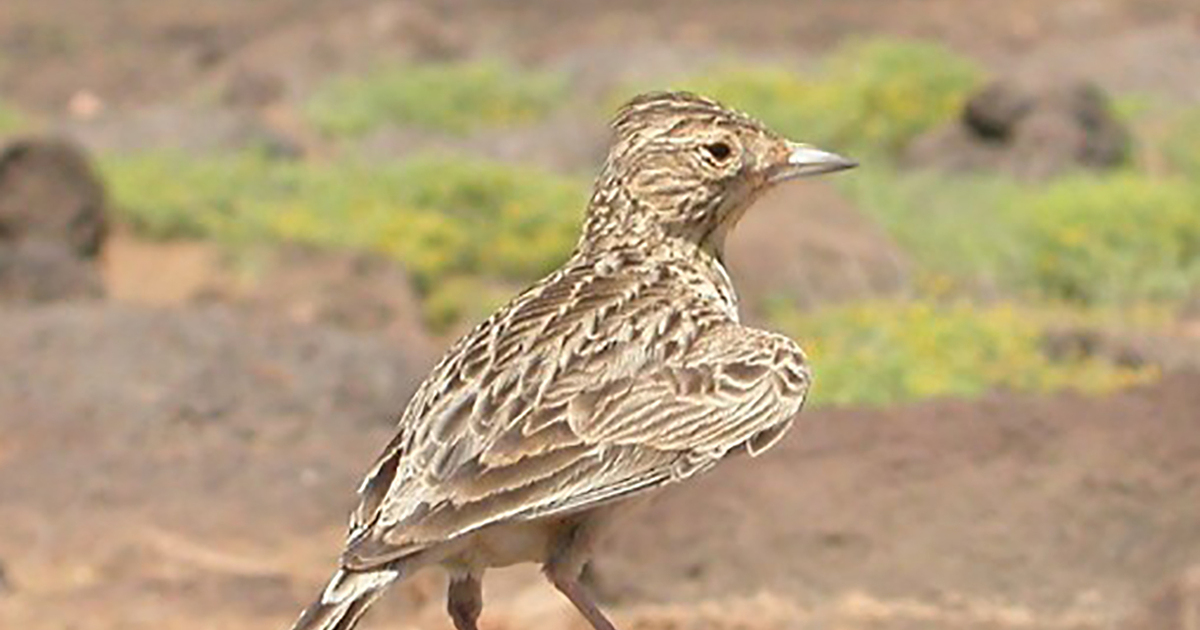 BIRD CONSERVATION FUND - Conserving Raso Skylark on the Cape Verde Islands