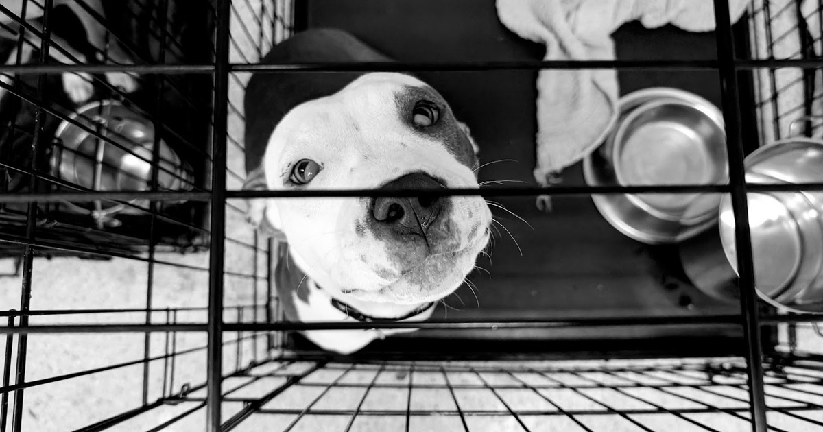 Cincinnati Animal CARE Cincinnati Animal CARE General Donations