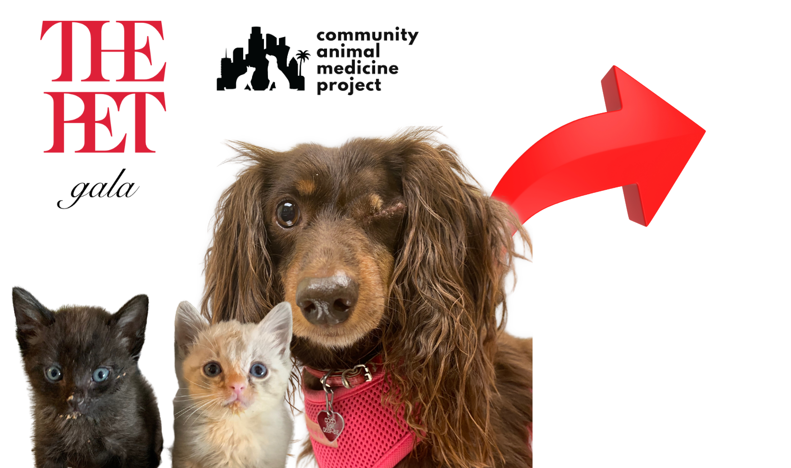 Community Animal Medicine Project, Inc. Pet Gala Fund a Need