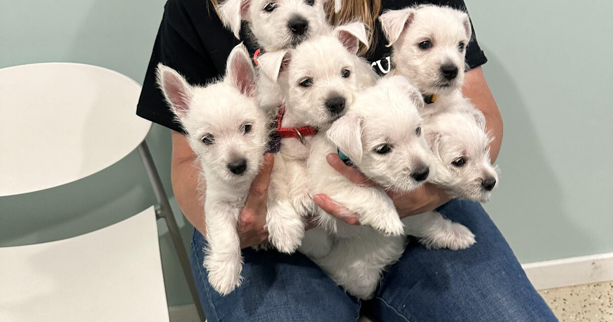 Sanctuary Rescue Sanctuary Rescue Inc - Giving Tuesday 2024 - Medical Fund