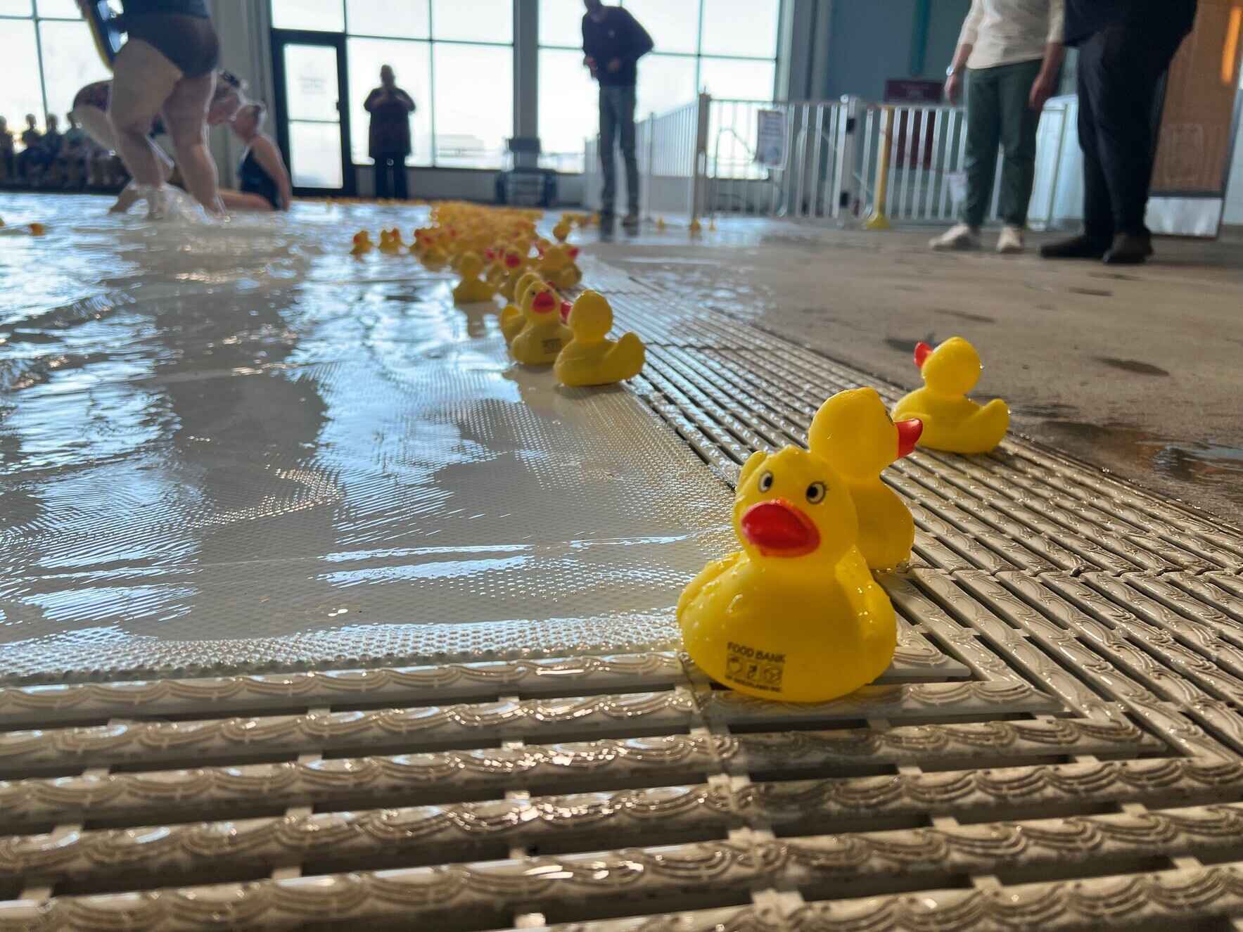 Buy a duck, feed a neighbor! image