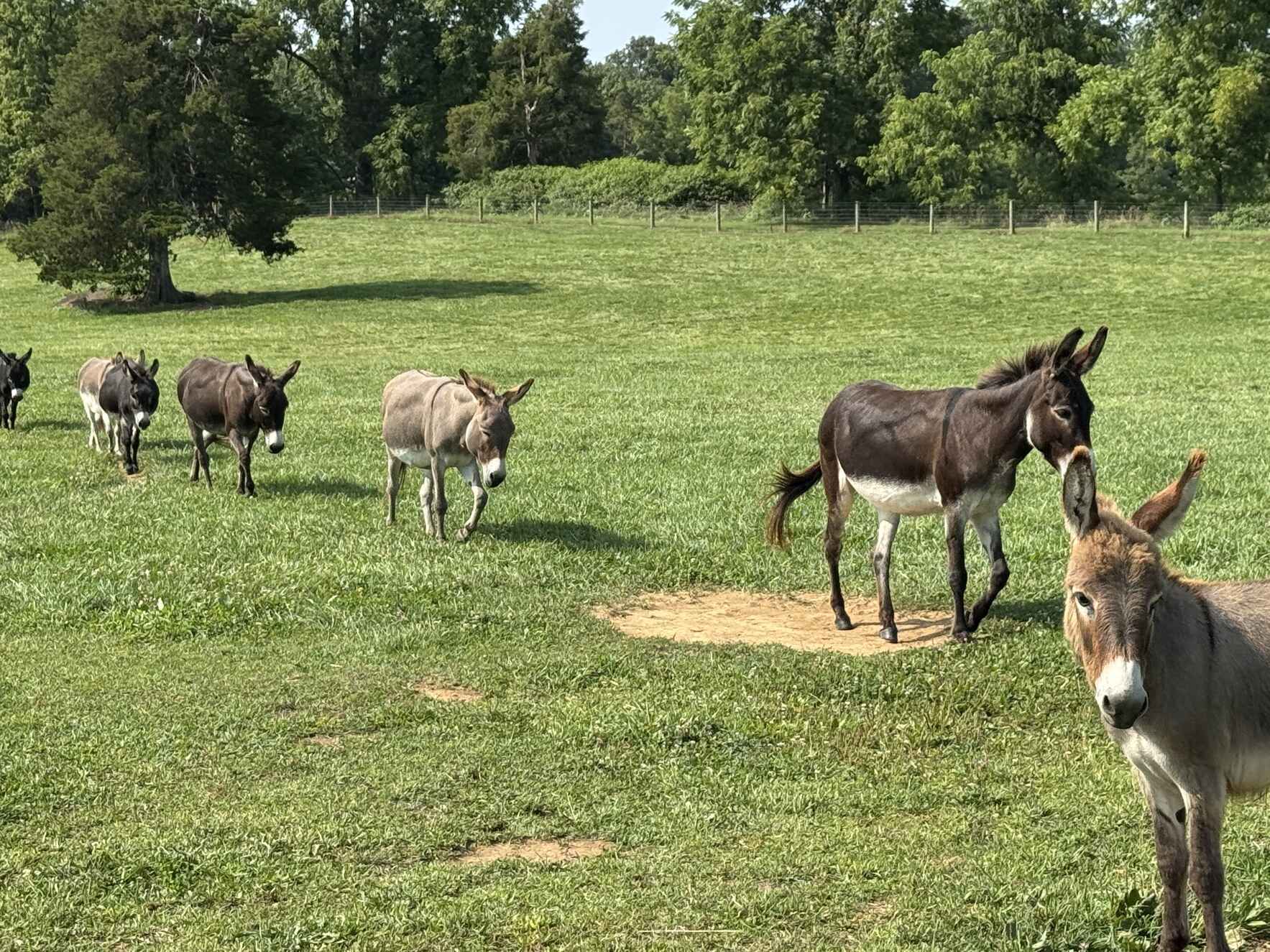 Virtual Donkey Adoption - Digital Option image