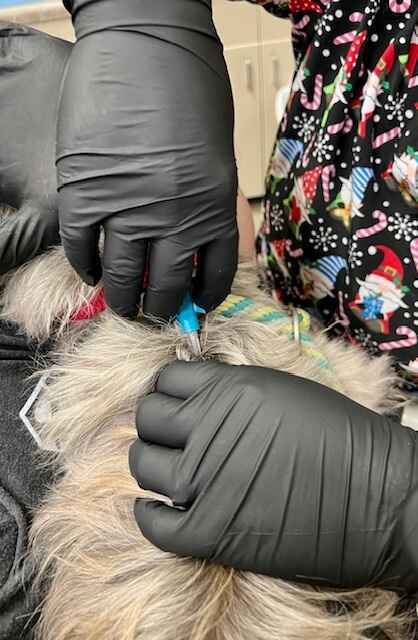 Help owners get reunited faster with their lost pets with a microchip image
