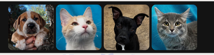 Donate to support animals in our community! image