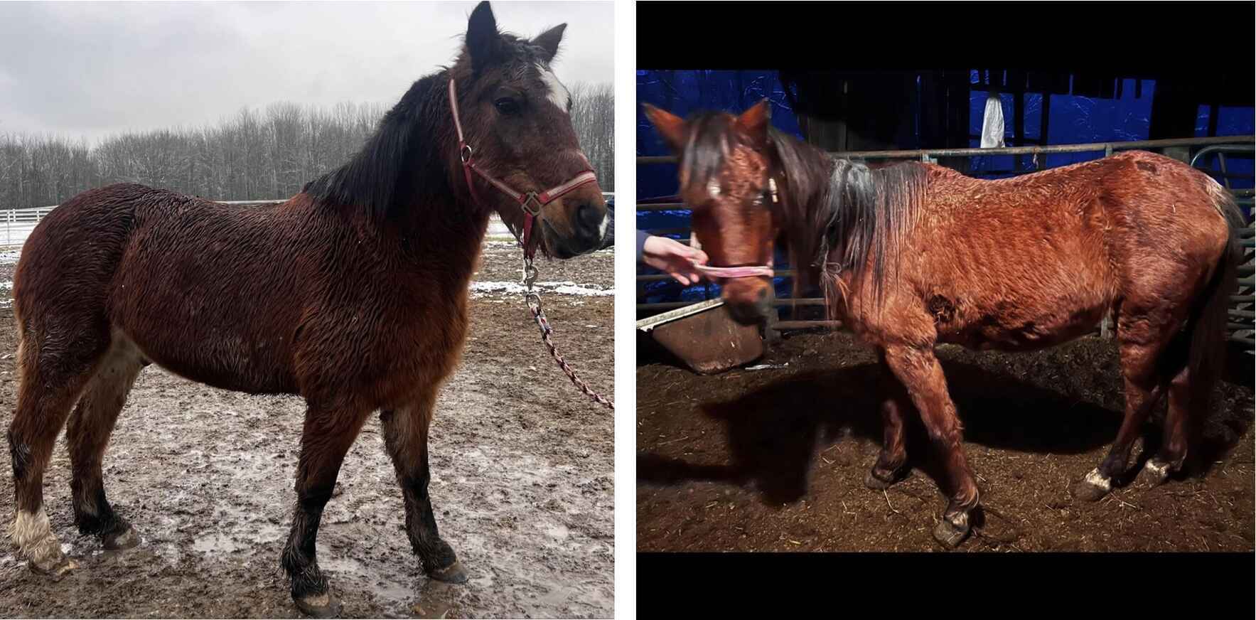 Help us give a second chance to two homeless ponies! image