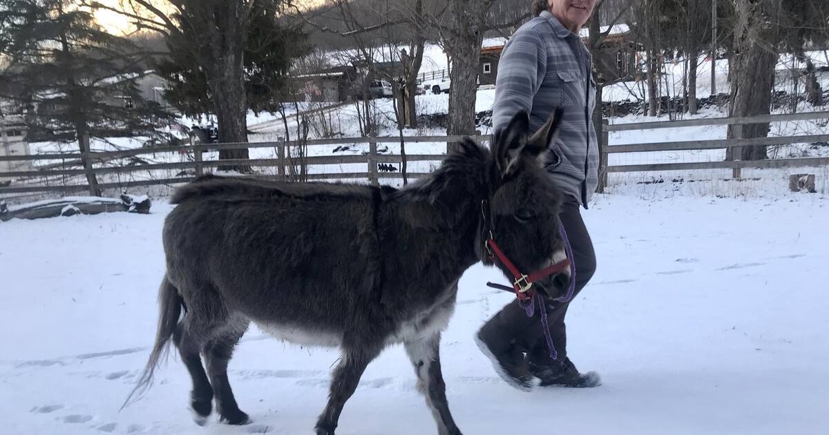 Rosemary Farm Sanctuary Inc. - Emergency Winter Rescue