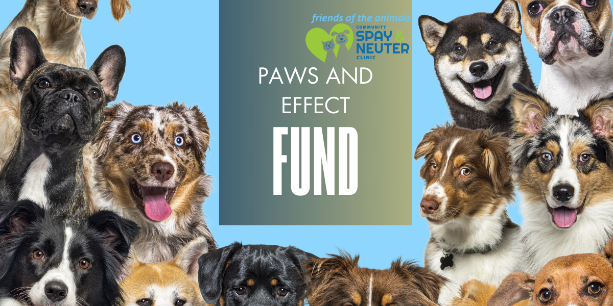 Paws and Effect Fund to Make Spay/Neuter Surgeries Accessible image