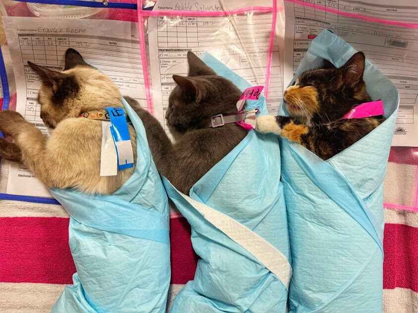 Support our clinics and help us spay & neuter more pets than ever in 2025! image