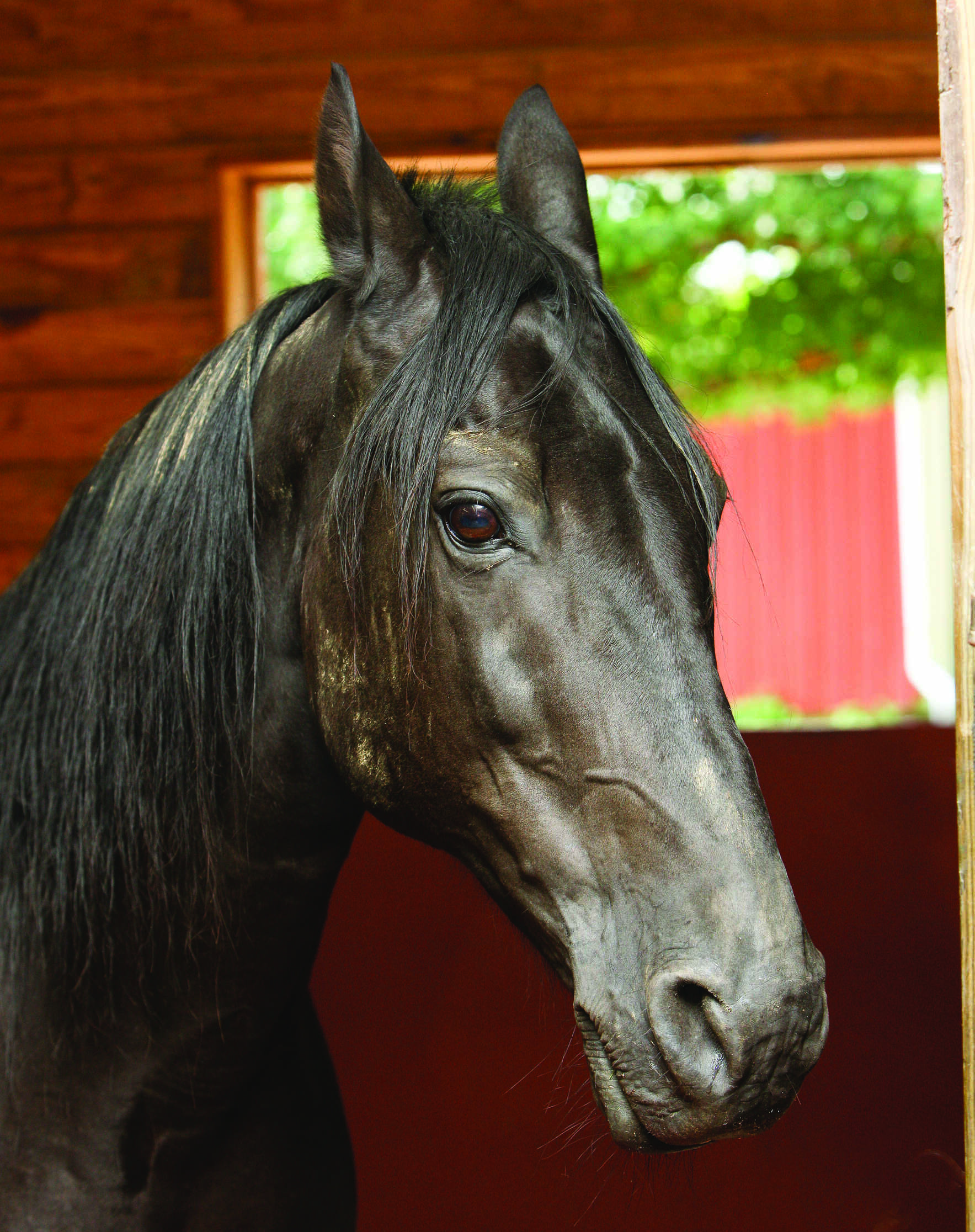 Platinum Membership – Transforming Lives & Securing the Legacy of Equine-Assisted Services image