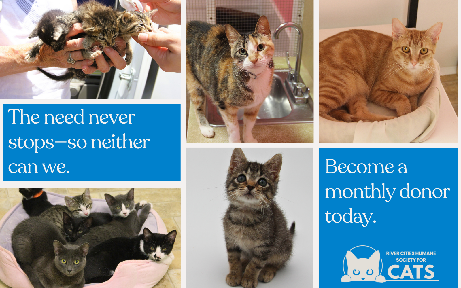 Give Monthly to Support Cats Who Need Us Every Day image