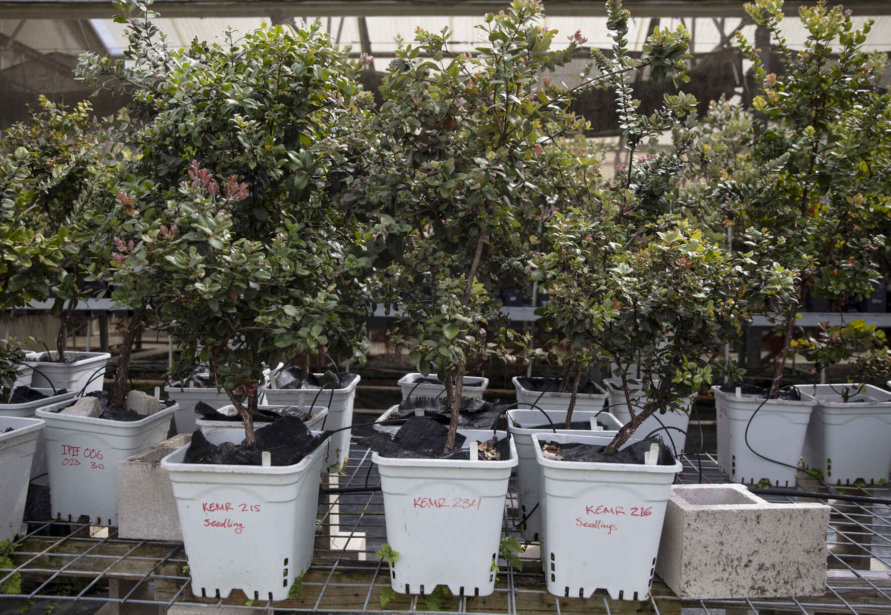 Help Protect ‘Ōhi‘a: Hawai‘i’s Tree image