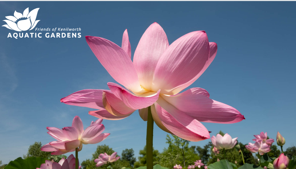 Become a Friend of Kenilworth Aquatic Gardens! image