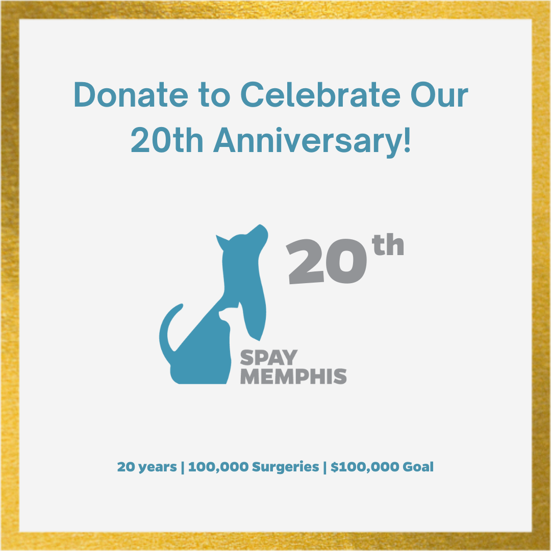 20 Years of Compassion: Preventing Pet Overpopulation, One Surgery at a Time image