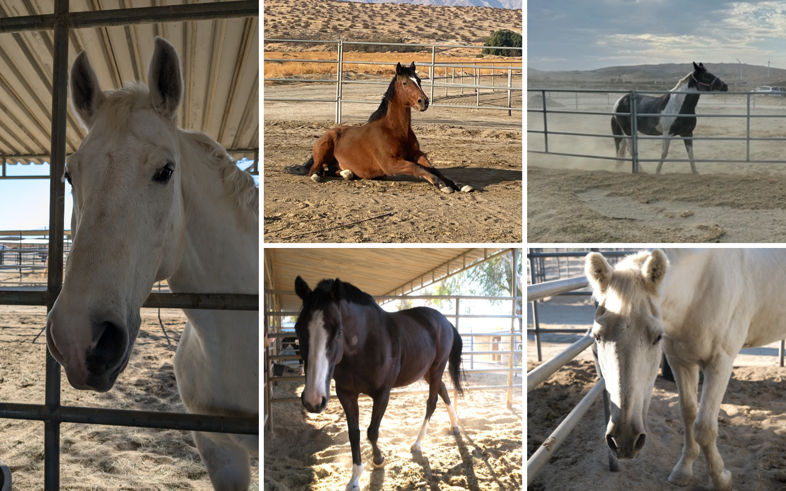 Sponsor a Horse – Change a Life image