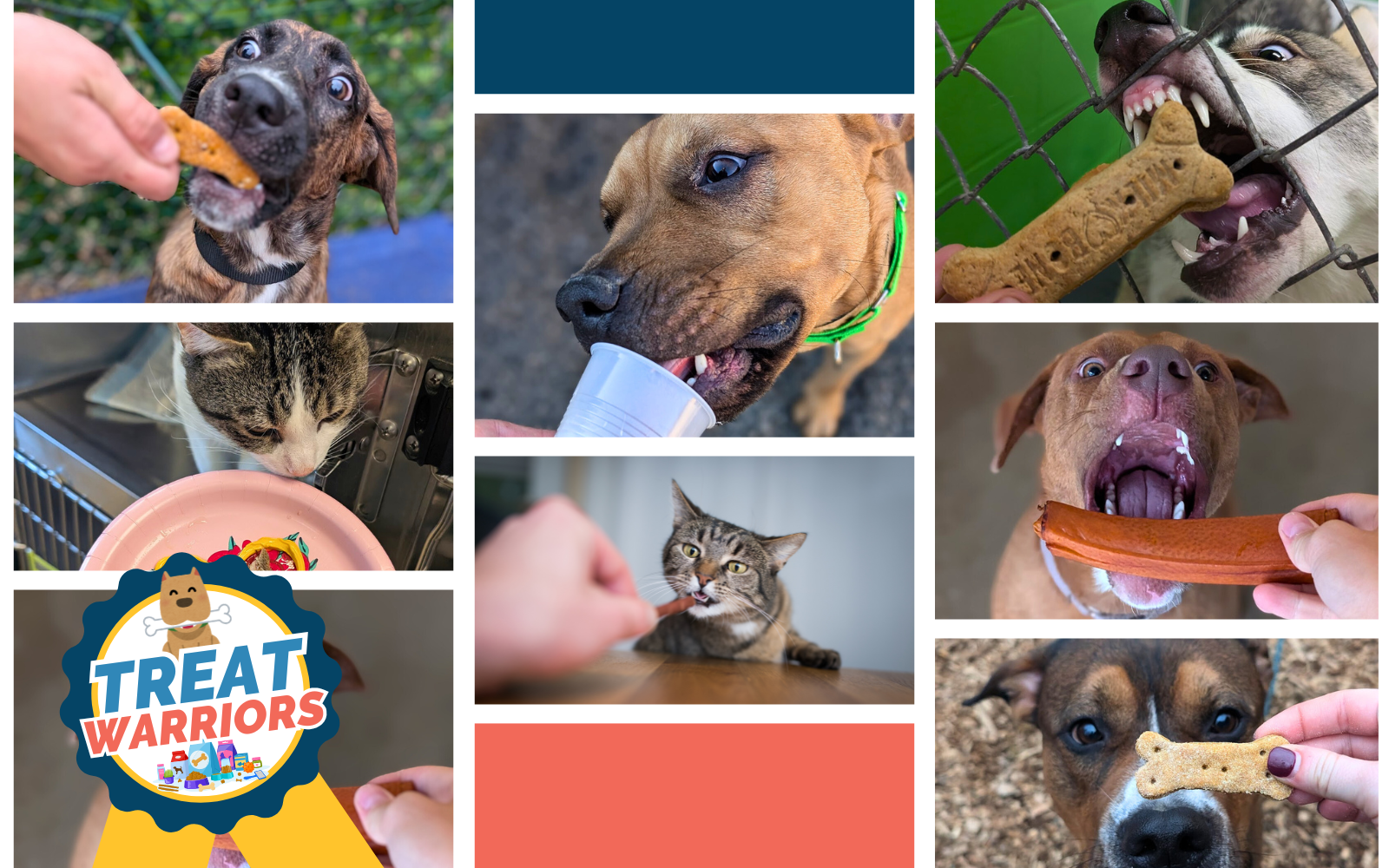 Become a Treat Warrior – Give Shelter Pets the Joy They Deserve! image
