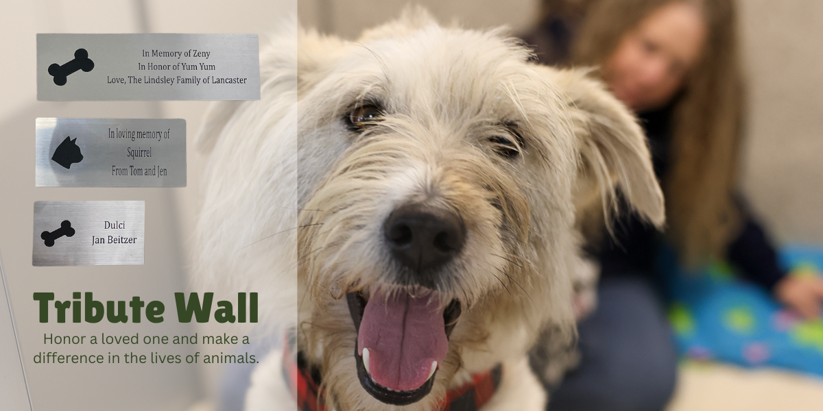 Honor or remember a favorite pet or animal lover on our permanent Tribute Wall. image