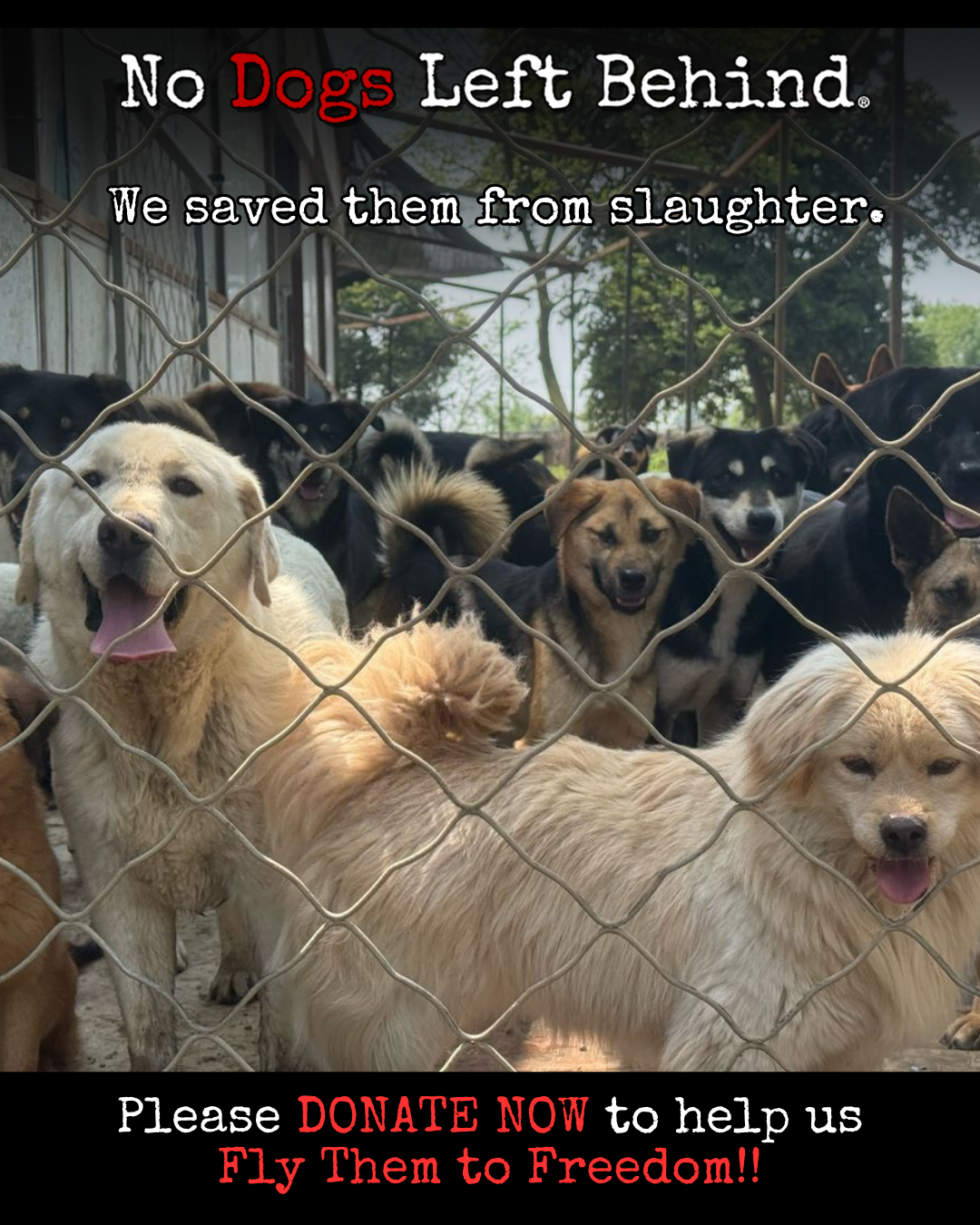 No Dogs Left Behind Inc - Freedom Flights 2025
