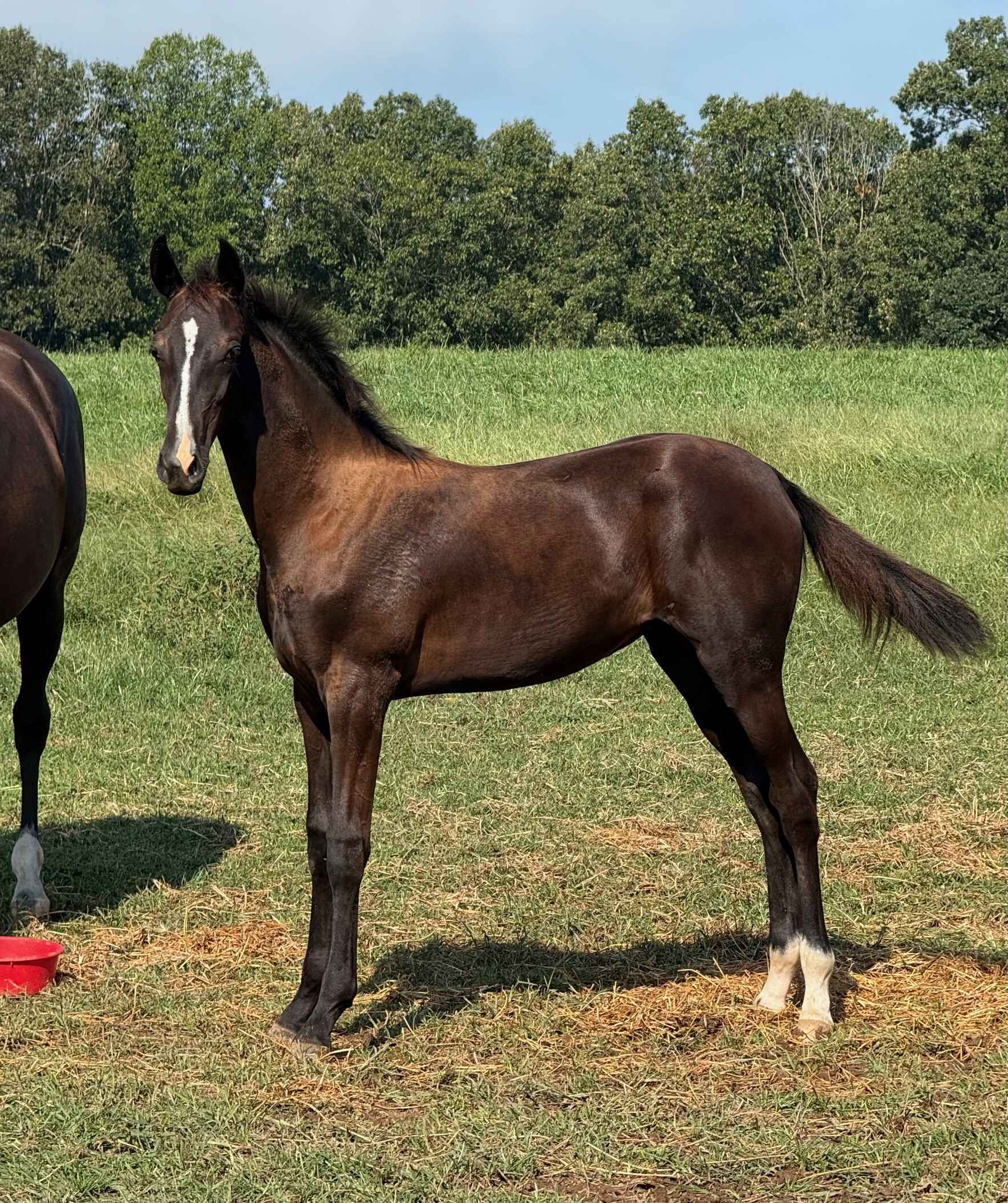 In Memory of Yara image