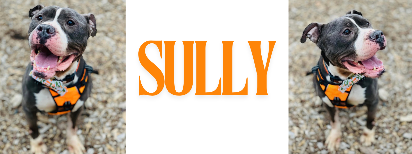 Sully Surgery Protectors of Animals Inc. - Sully's Surgery