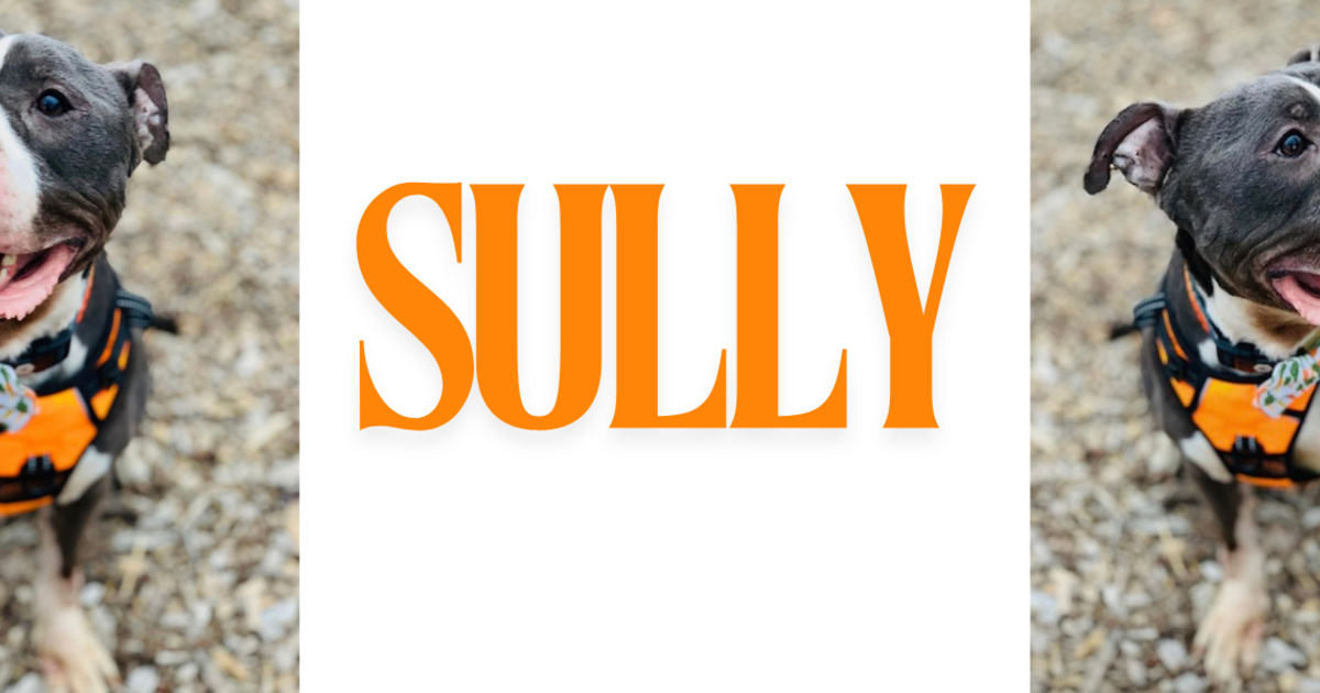 Sully Surgery Protectors of Animals Inc. - Sully's Surgery