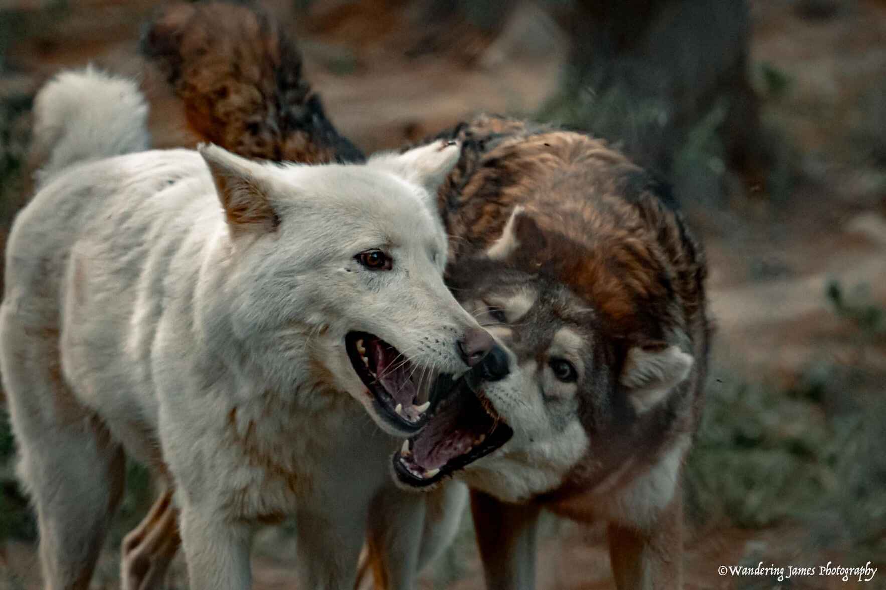 Operation Canine Comfort image