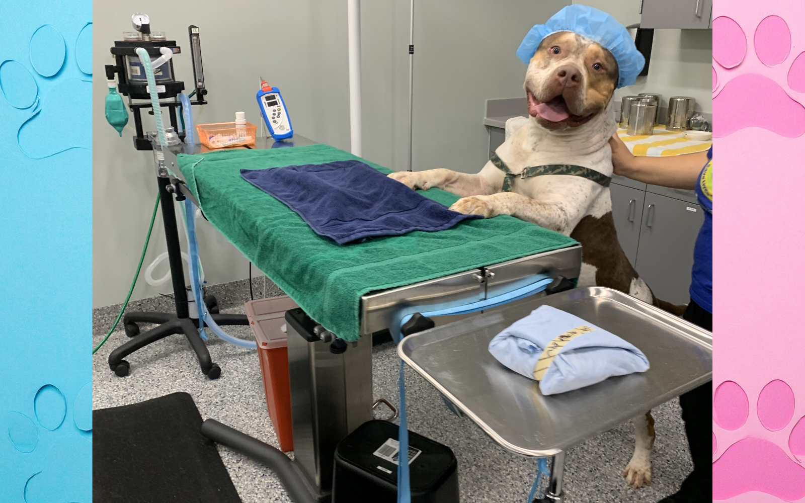 Fund Critical Veterinary Treatment Today  image