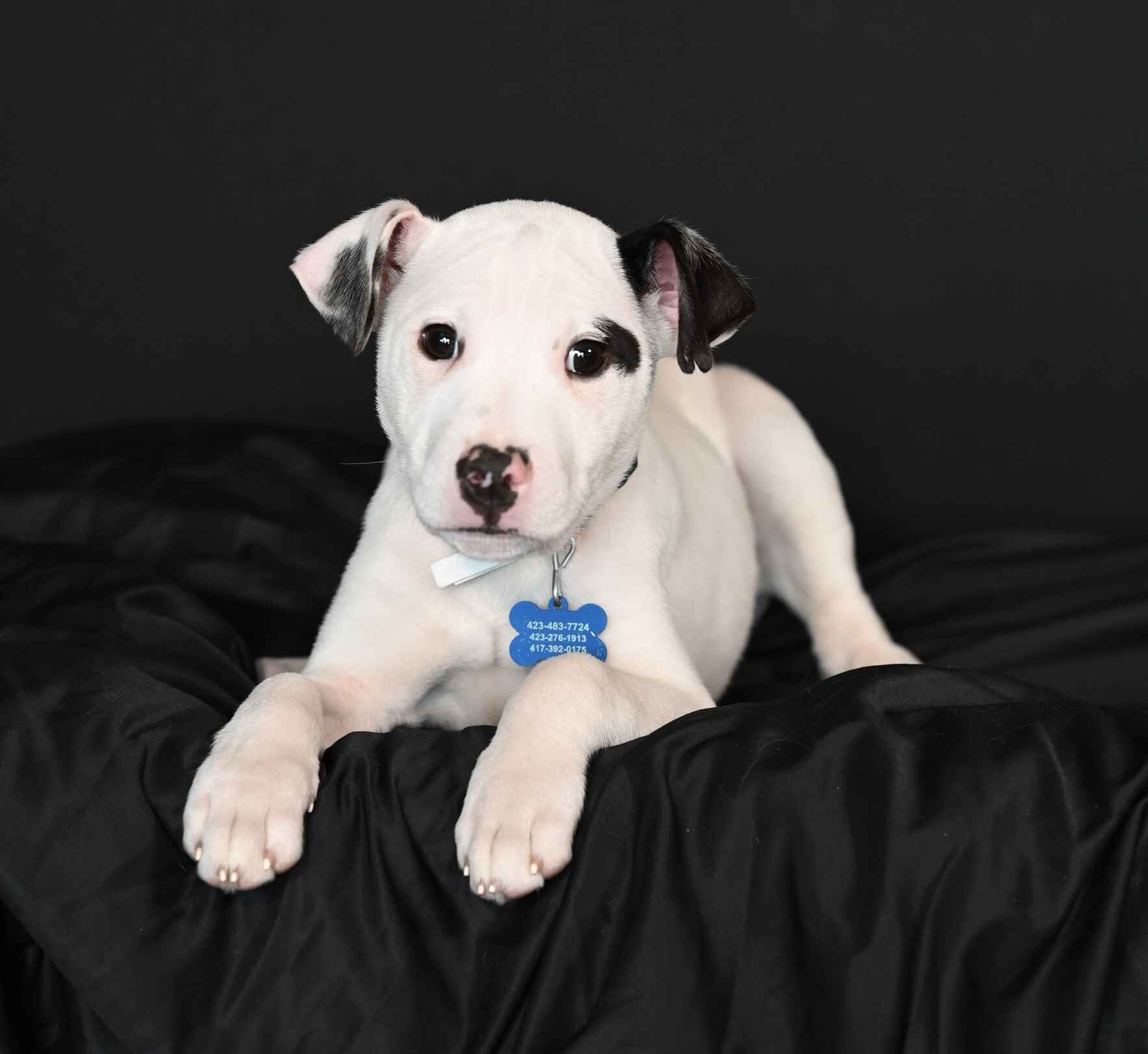 Koa’s Journey: From Neglect to Hope image