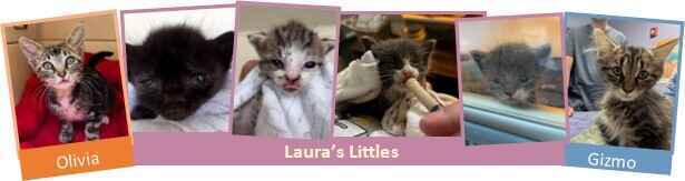 Kitten Season Appeal Extended: Urgent Support Needed image