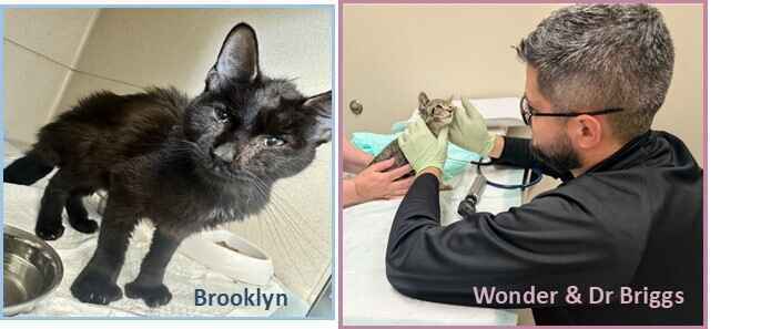 Kitten Season Appeal Extended: Urgent Support Needed image
