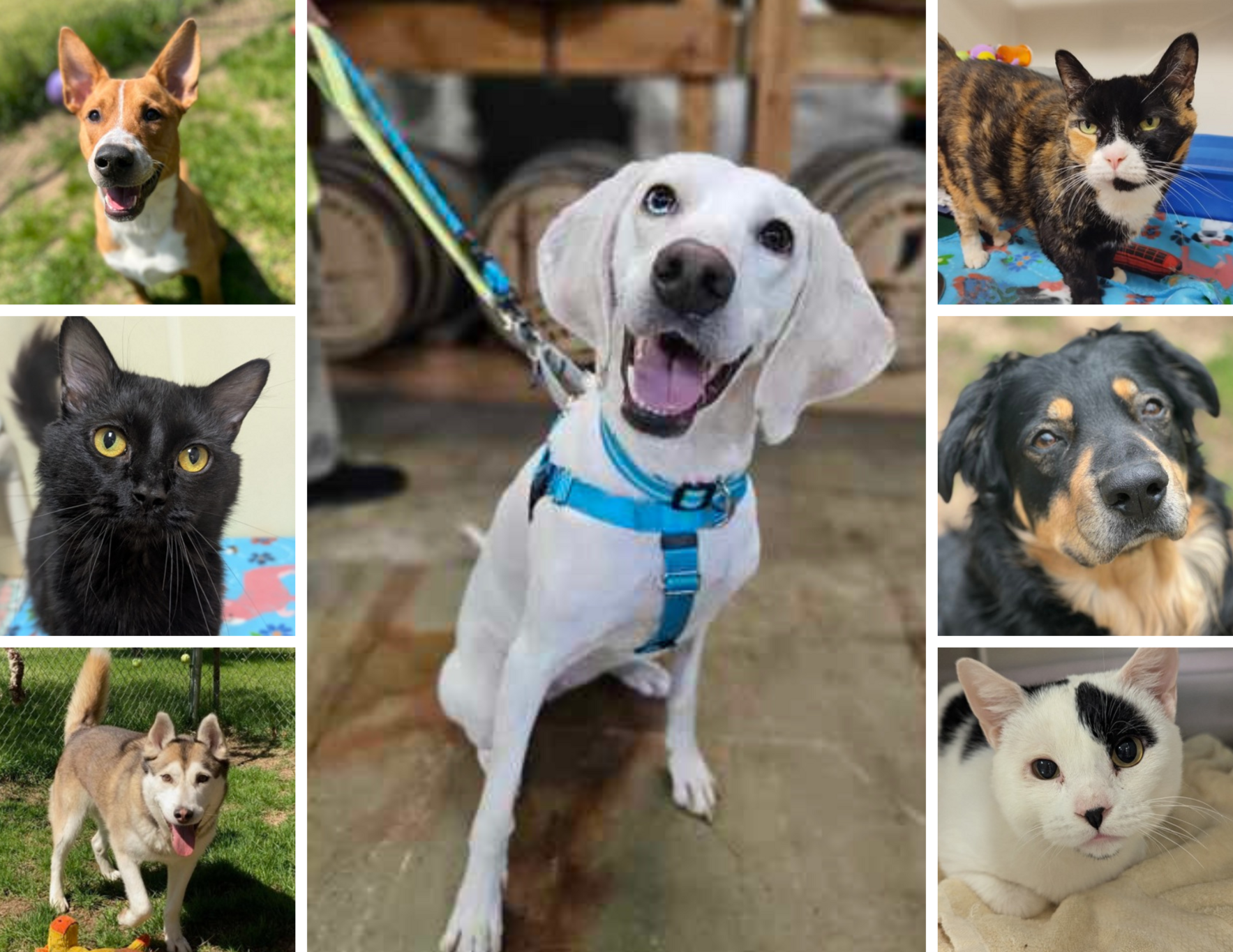 Sponsor a Pet's Adoption Fee image