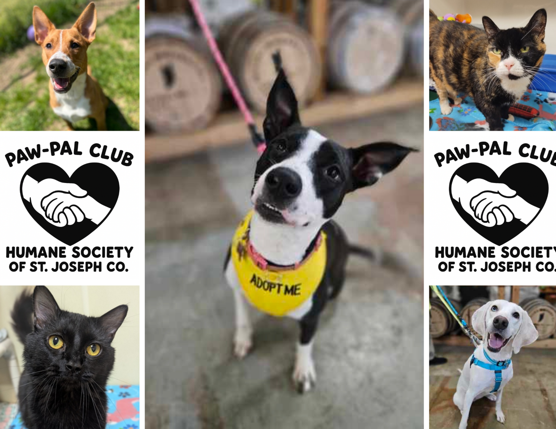 Paw Pal Club image