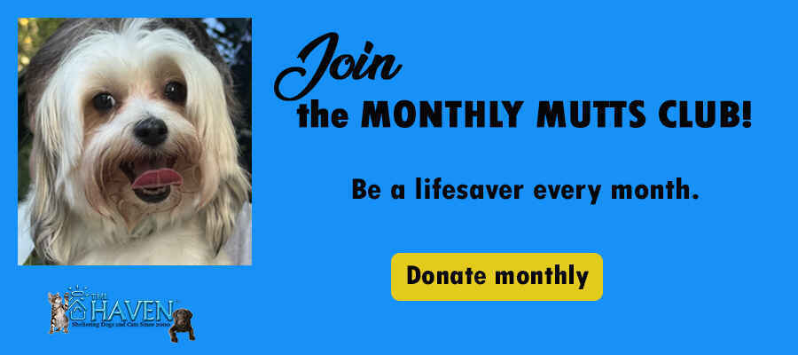 Become a Lifesaver All Year Long image