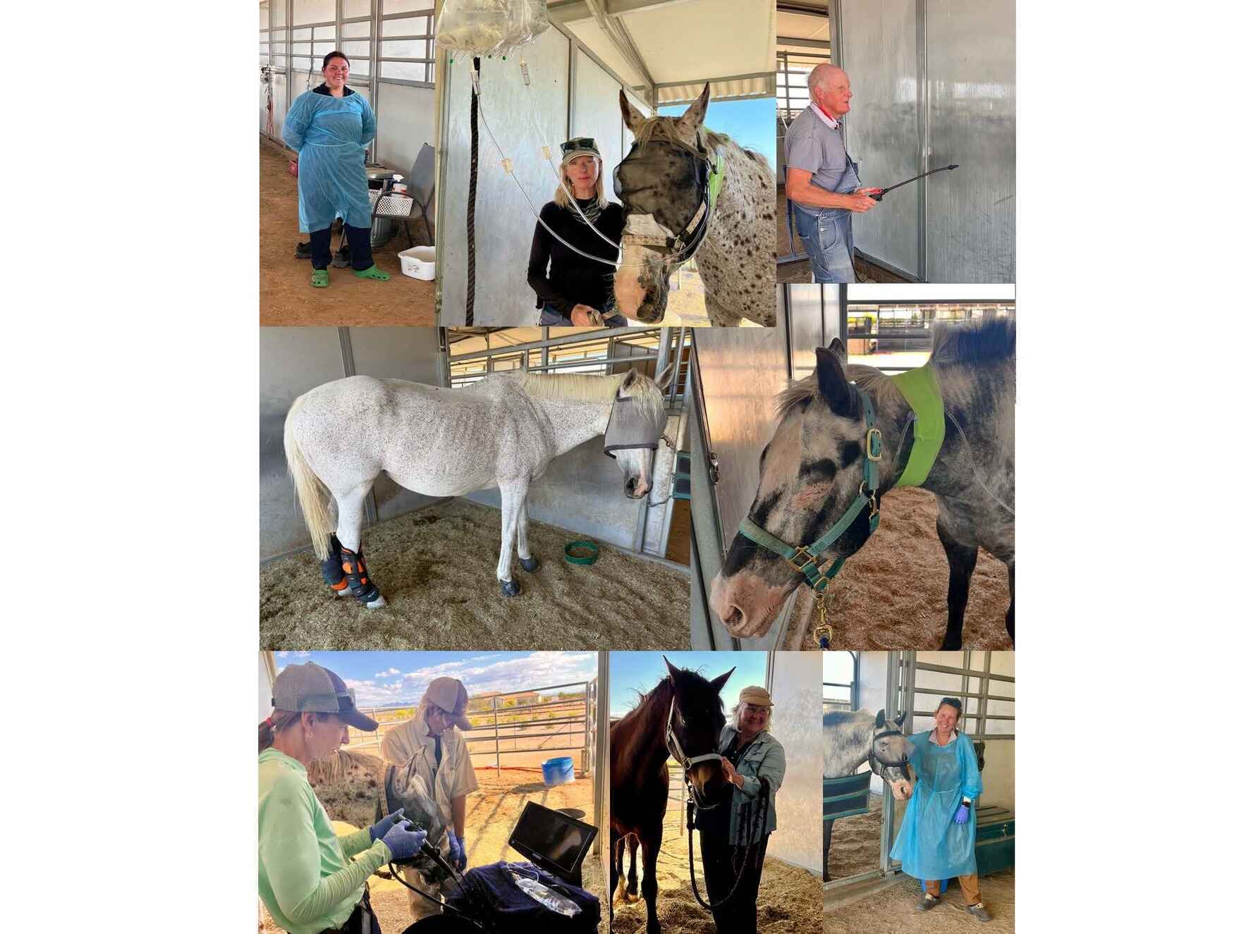 Donate now to support Blueberry, Flash, JoJo, and Watusi's urgent care needs. image