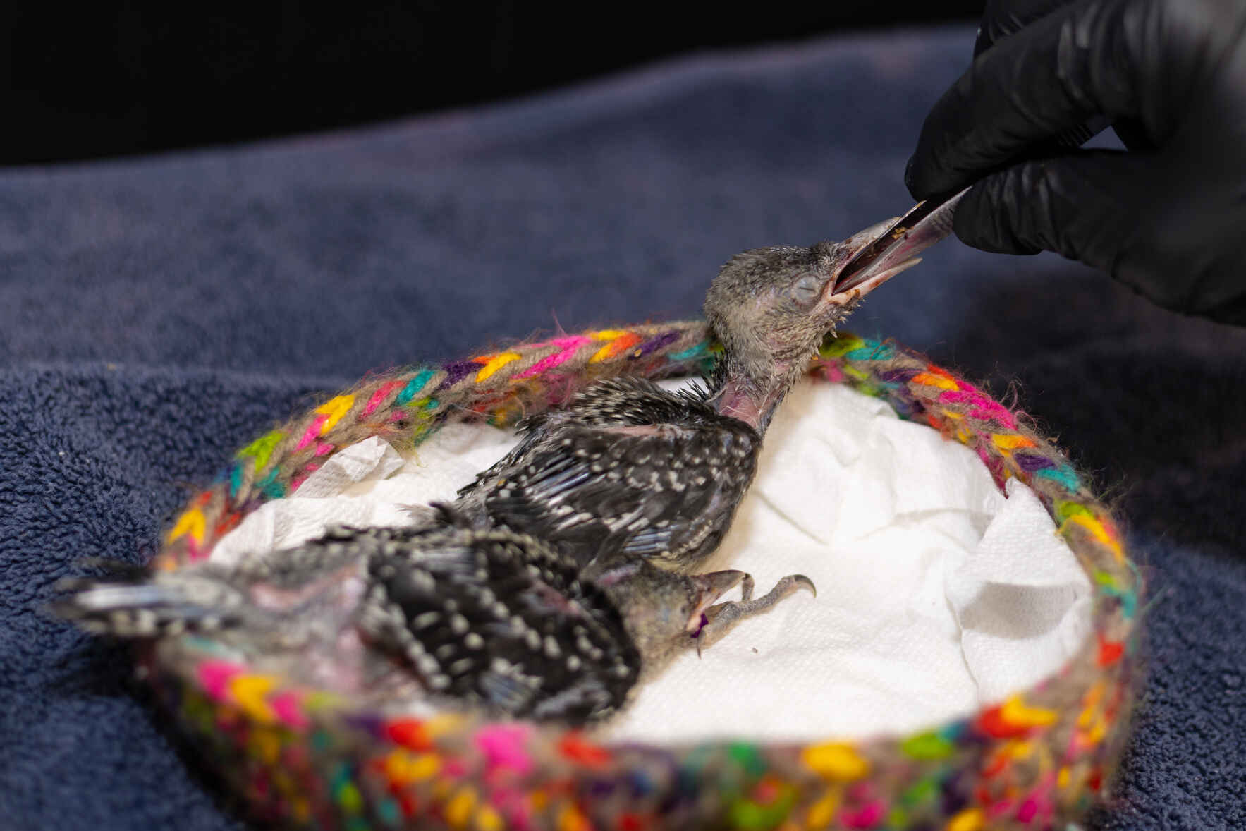 Build the Future of Wildlife Medicine — Starting Now image