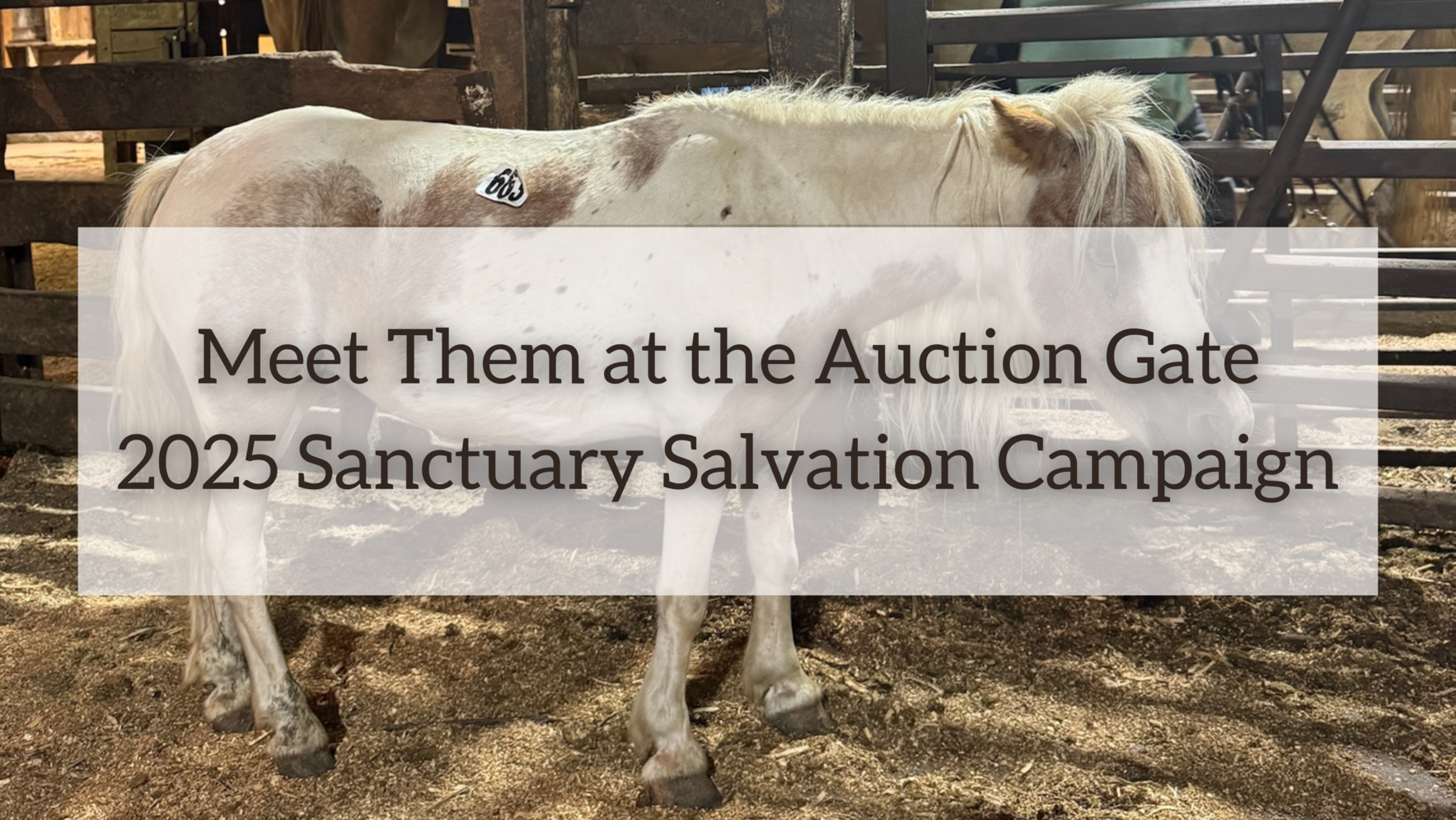 Sanctuary Salvation Campaign image