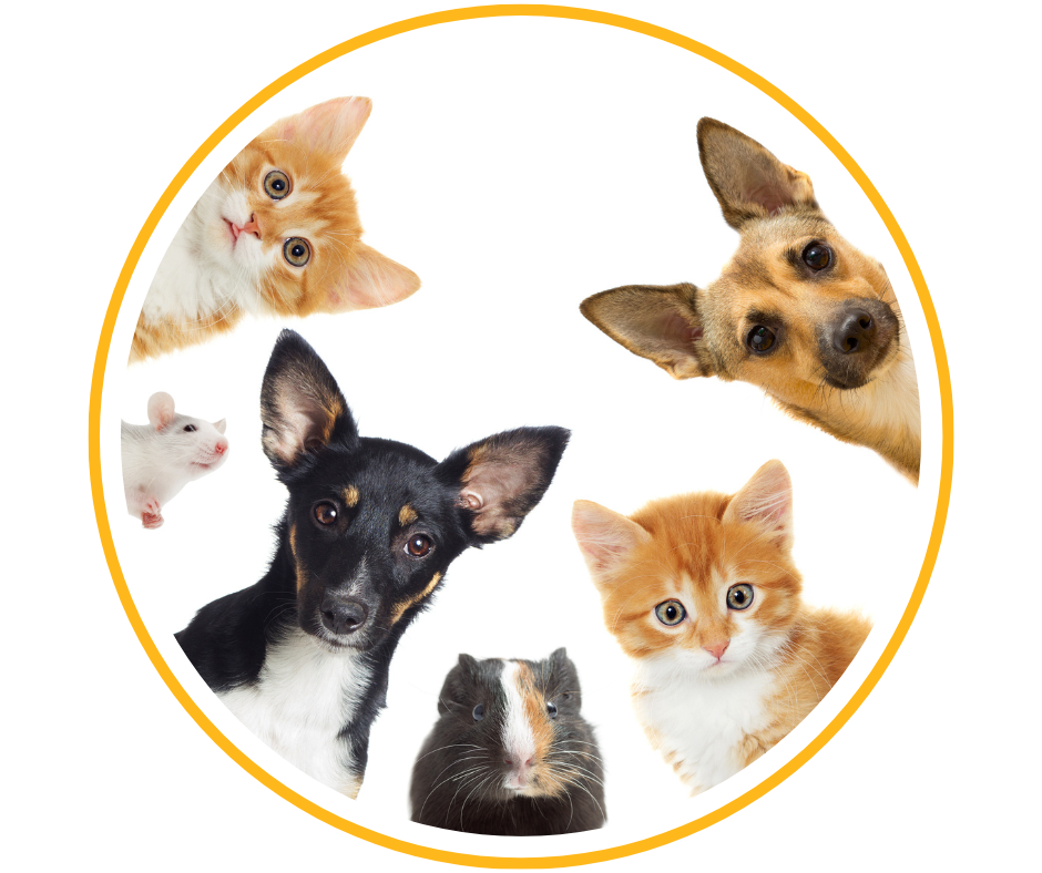 Donate to MNADV PETS Program image