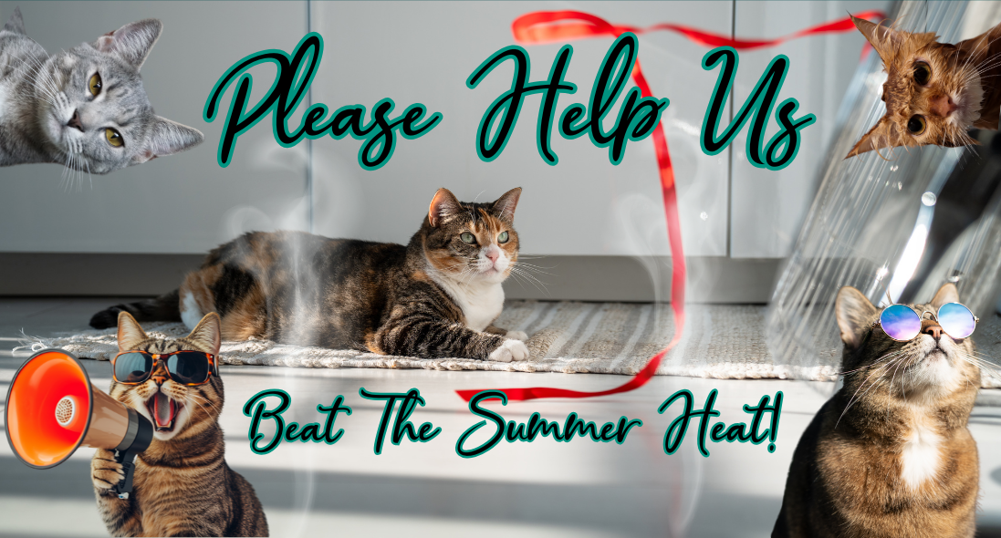 We Need Our HVAC System Replaced to Keep Our Kitties Safe! image