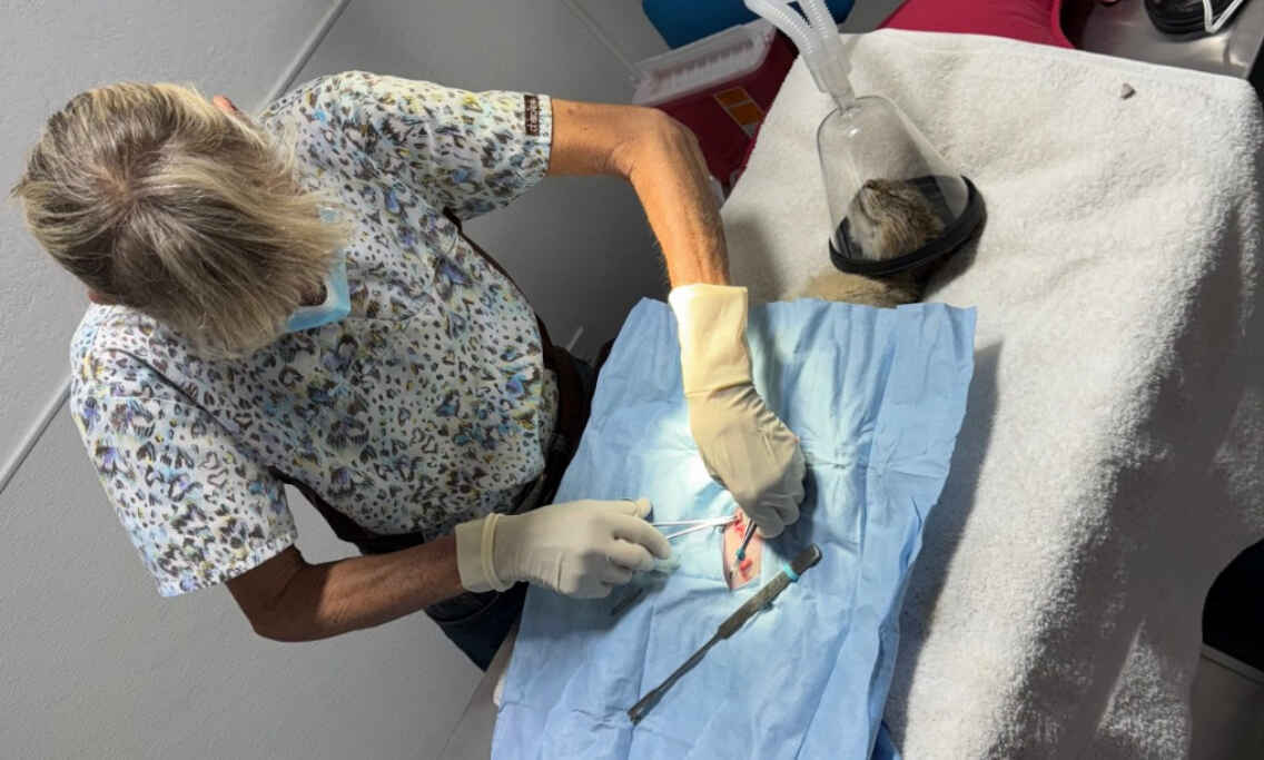 Feral Cat Equipment image