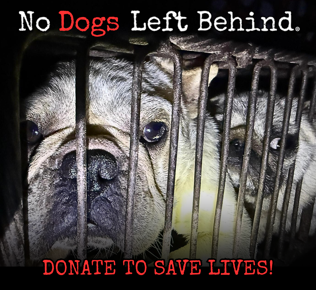 Donate Now to Save Lives! image