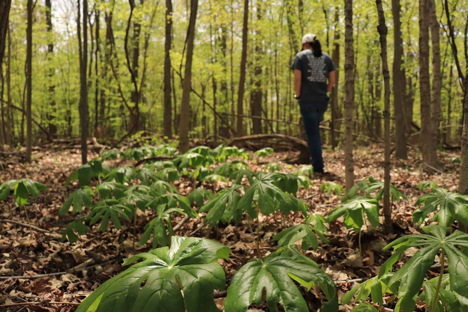 Help us acquire a new nature preserve! image