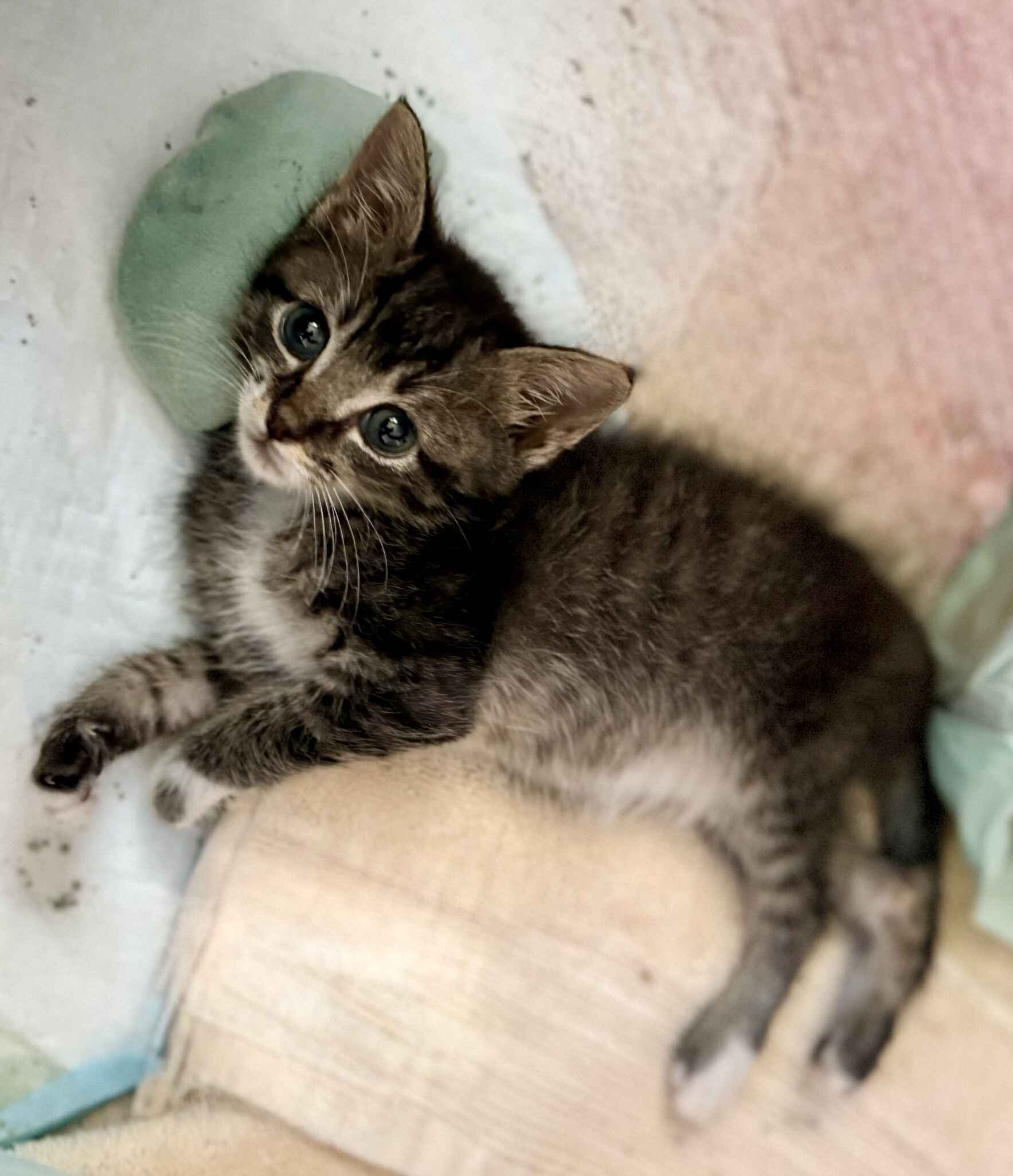 💗 Help Belle Heal image