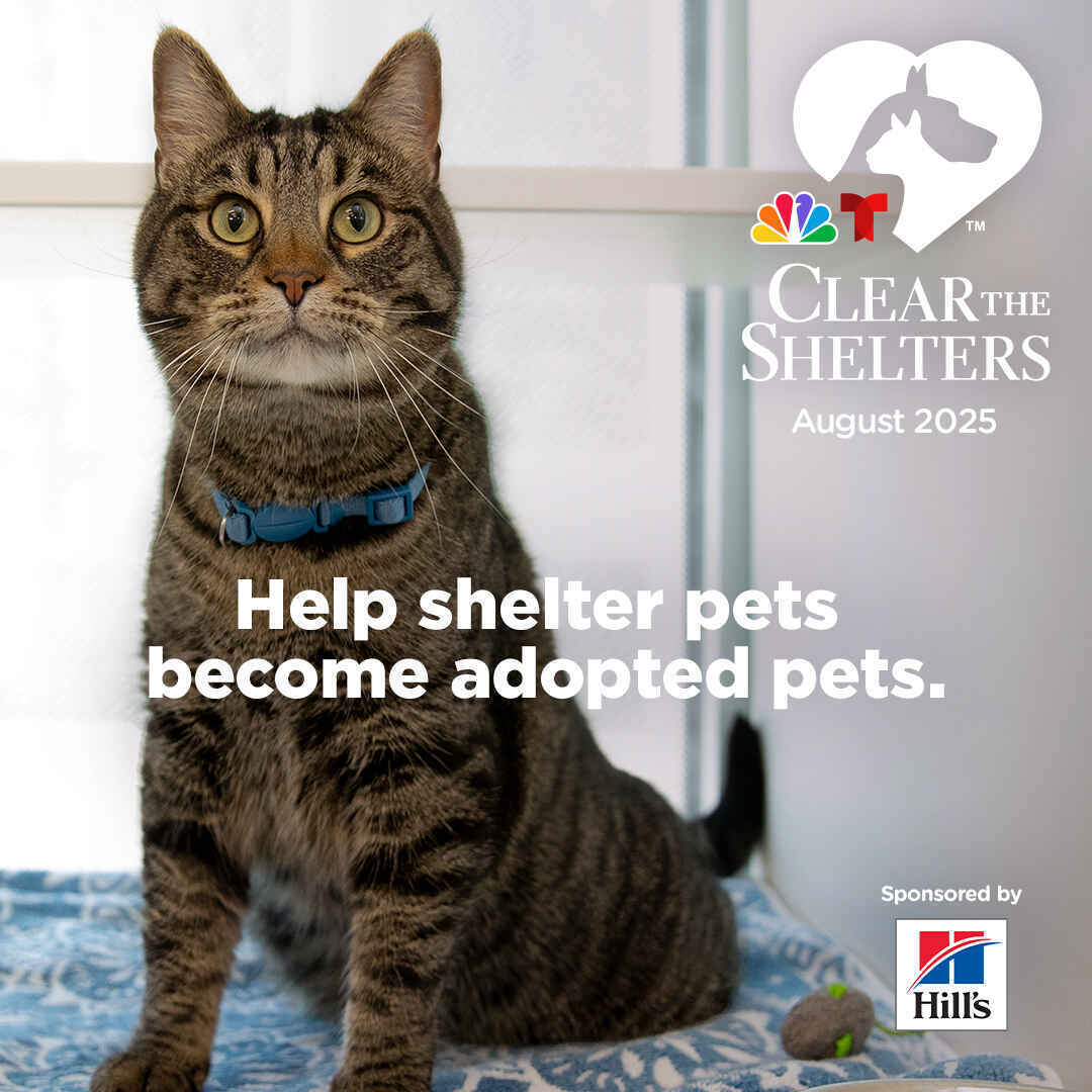 Sponsor an Adoption Fee for Clear the Shelters! image