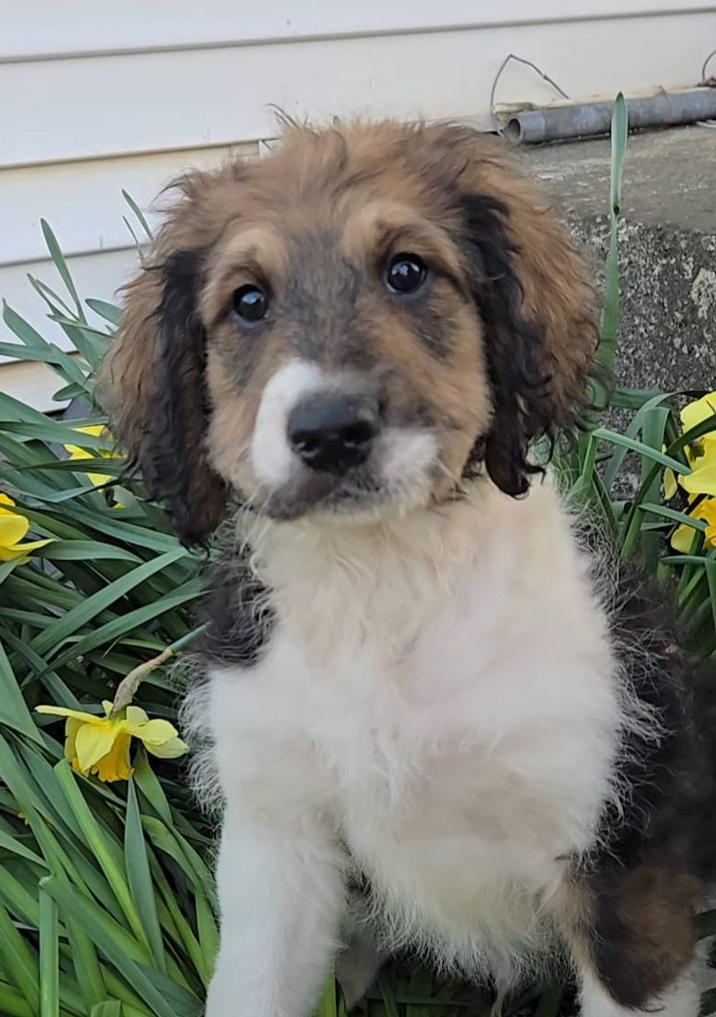 Help us Improve the "Quality of Life" for special needs families with a specially trained dog. image