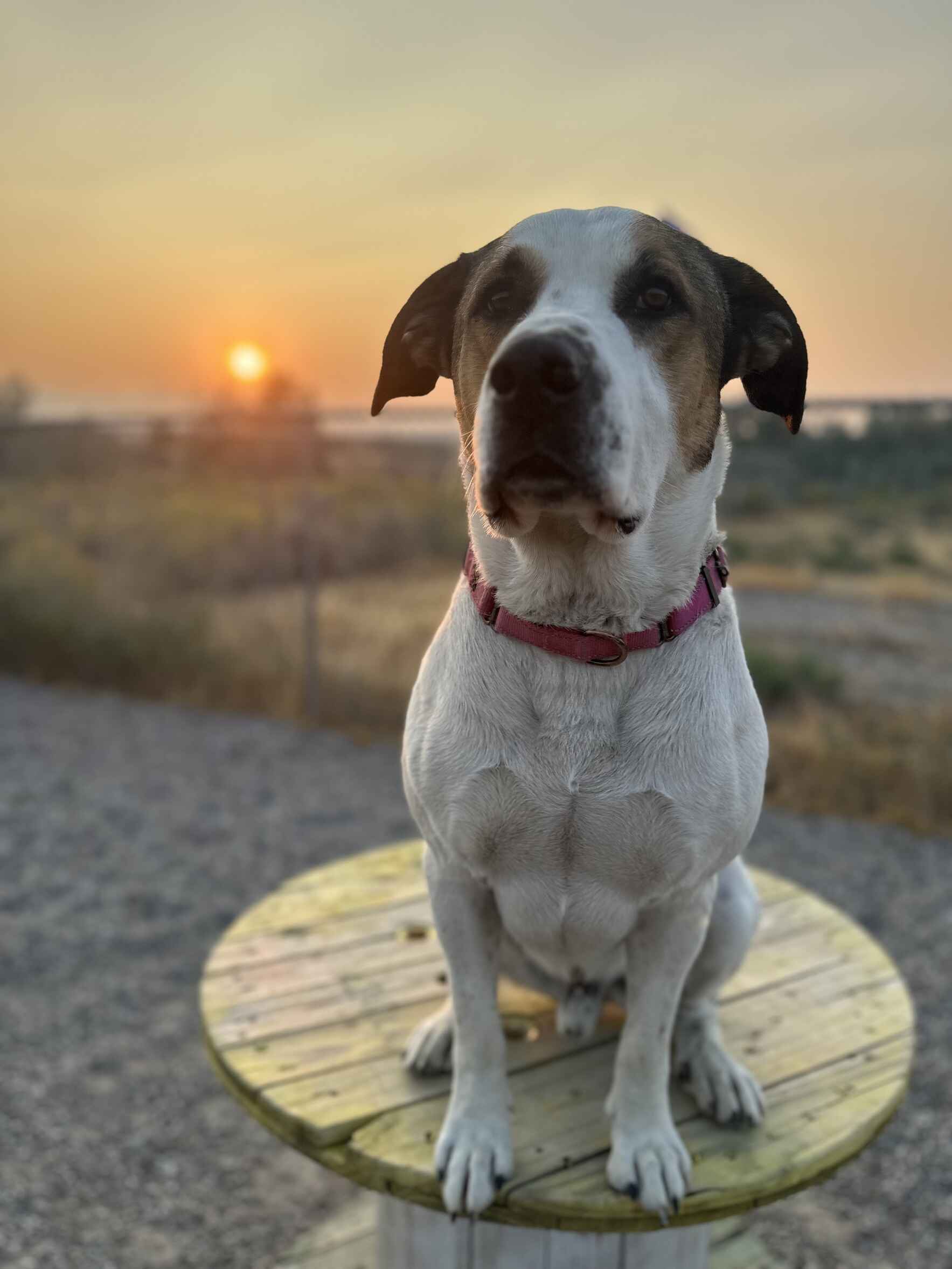 A second chance for cats and dogs in need. image